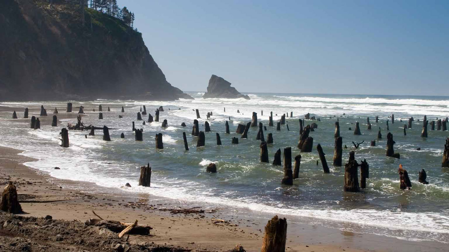 A bunch of trunks extend from the waves to a beach.