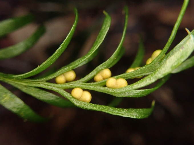 A single fern closure with yellow spheres attached to some of its leaves